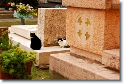 cemetery_bologna_italy_005 * Cats at Cemetery Certosa, Bologna, Italy