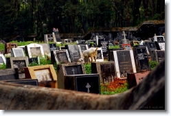 kadamattom_cemetery_kerala_001 * Cemetery at Kadamattom, Kerala, India