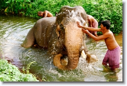 elephant_bathing_002 * bathing a juvenile elephant. near kothamangalam, kerala.