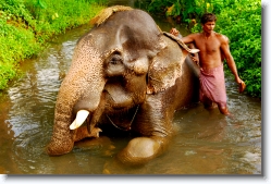 elephant_bathing_003 * bathing a juvenile elephant. near kothamangalam, kerala.